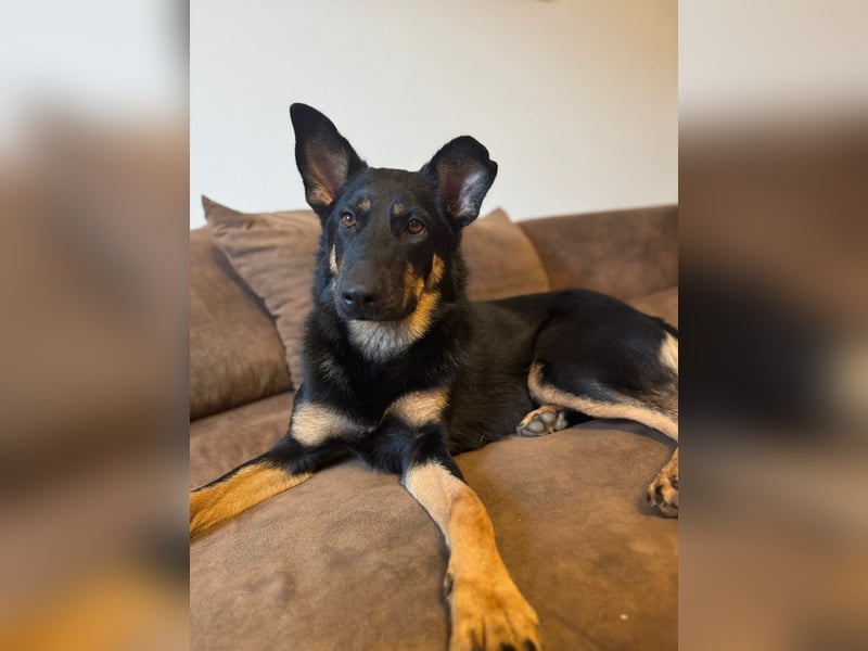 MIMI - traumhafte Schäferhund-Mix-Hündin