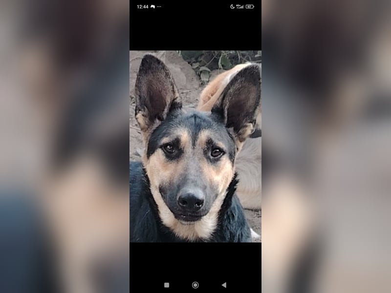 Wunderschöne Schäferhund Mischling Alfa sucht ein liebevolles Zuhause