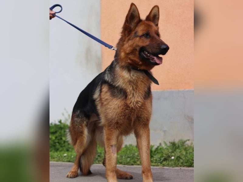 Tia ❤️ verschmuste, treue Schäferhündin