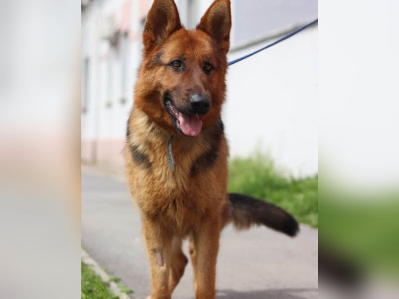 Tia ❤️ verschmuste, treue Schäferhündin