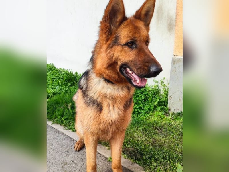 Tia ❤️ verschmuste, treue Schäferhündin