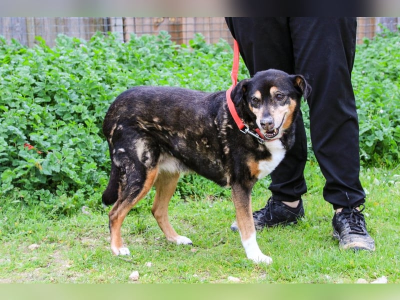 Estrelinha  - Mix Schäferhund / Labrador, lieb und verträglich
