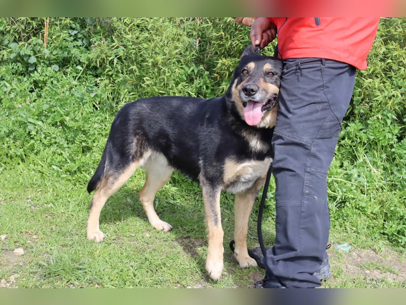 Nana, Mix Schäferhund / Collie, lieb und sozial