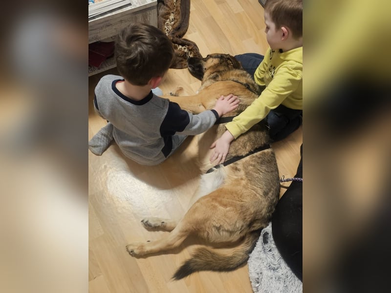 Zita, Schäferhund-Mix, lieb und verträglich  auch mit  Katzen