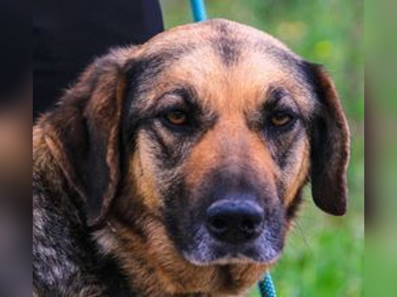 Zita, Schäferhund-Mix, lieb und verträglich  auch mit  Katzen