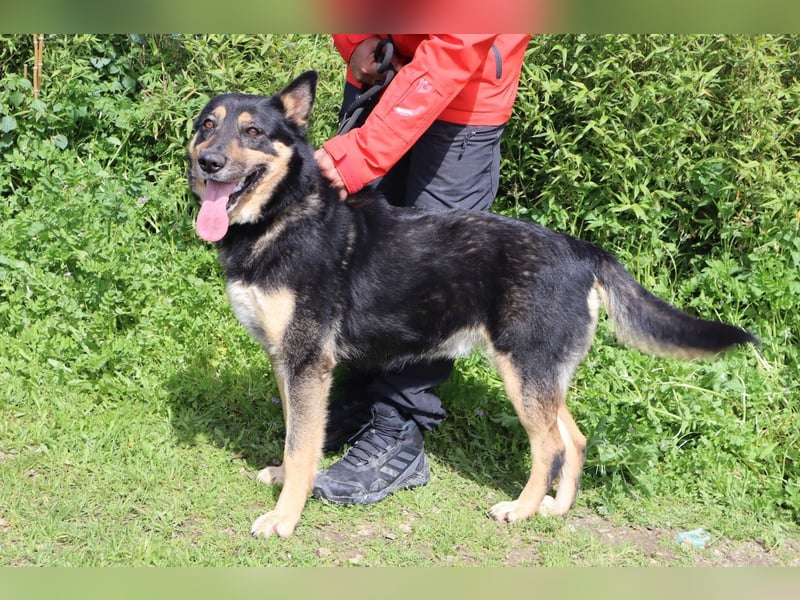 Nana, Mix Schäferhund / Collie, lieb und sozial