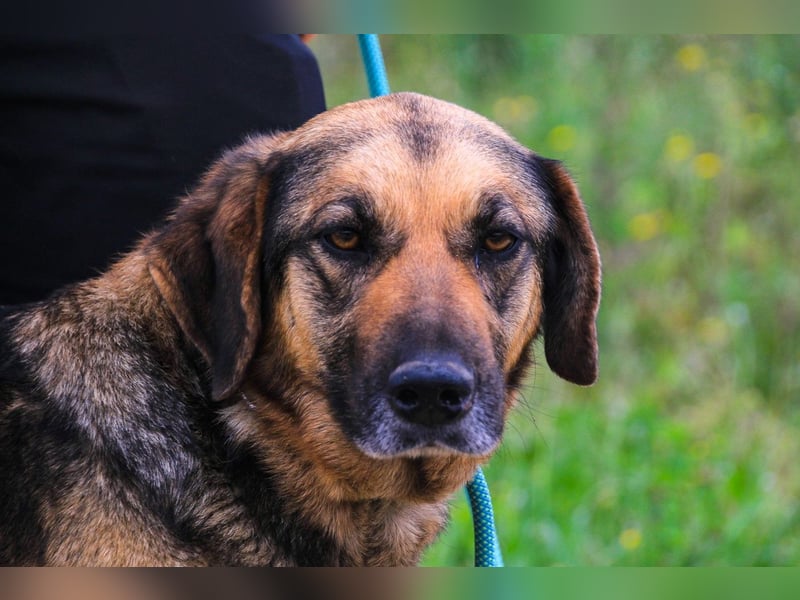 Zita, Schäferhund-Mix, lieb und verträglich  auch mit  Katzen
