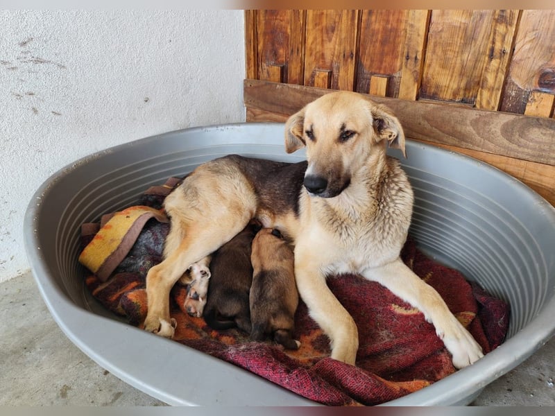 Honey,  Schäferhund-Mix, lieb und sozial