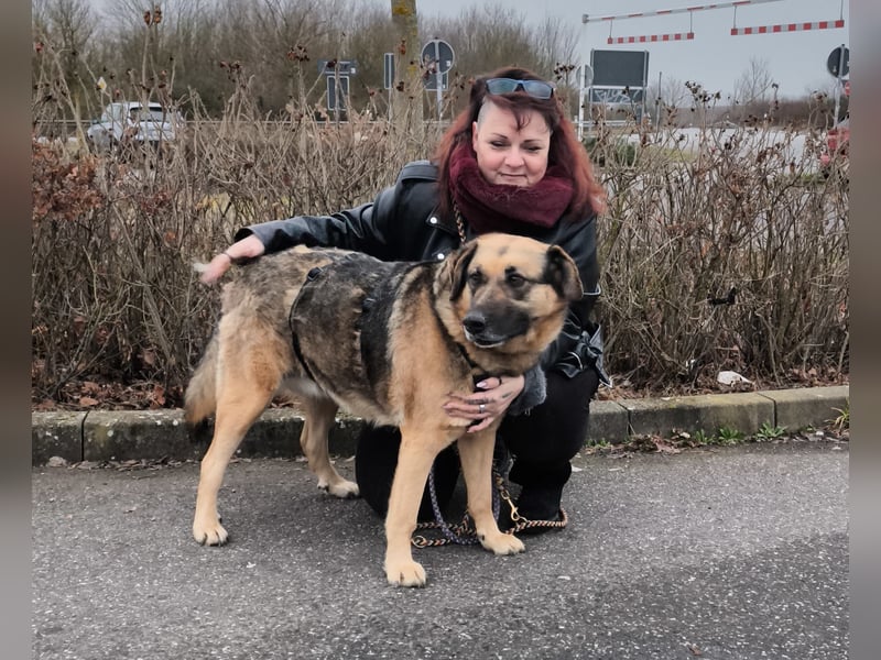 Zita, Schäferhund-Mix, lieb und verträglich  auch mit  Katzen
