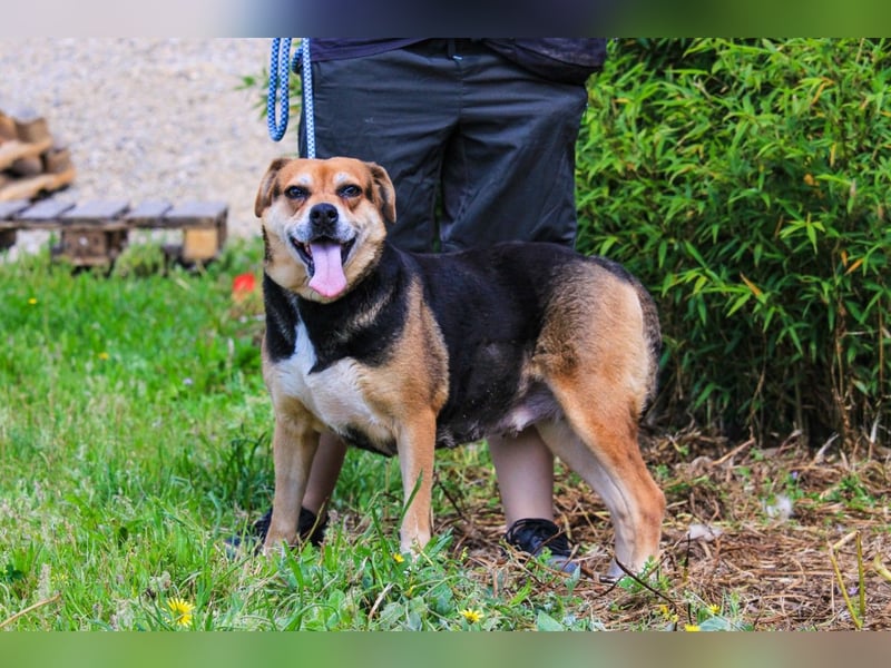 Malika, Schäferhund-Mix, lieb und sozial