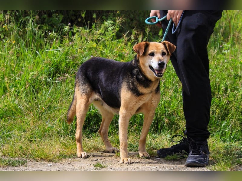 Hazel, Schäferhund-Mix, lieb und sozial