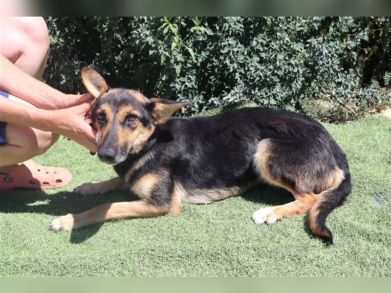 Arielle, Schäferhund-Mix, lieb und verträglich