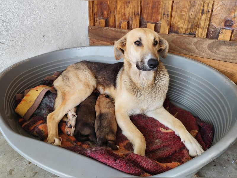 Honey,  Schäferhund-Mix, lieb und sozial