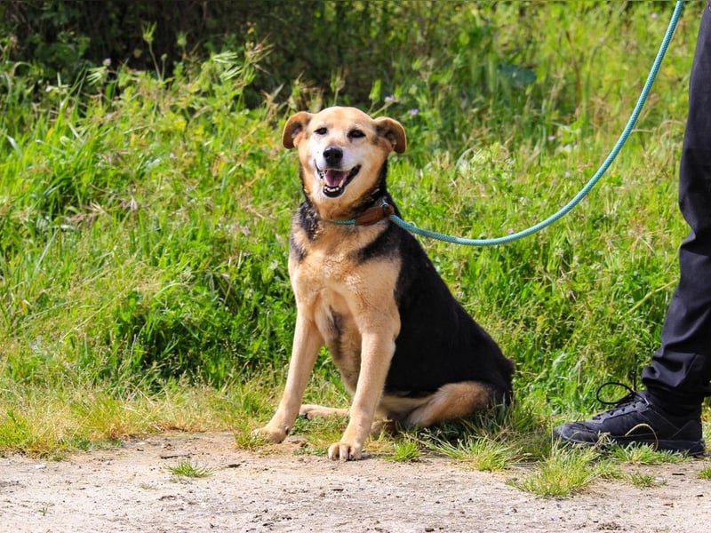 Hazel, Schäferhund-Mix, lieb und sozial