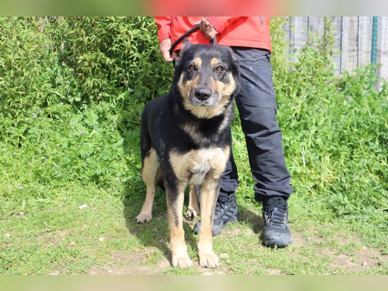 Nana, Mix Schäferhund / Collie, lieb und sozial