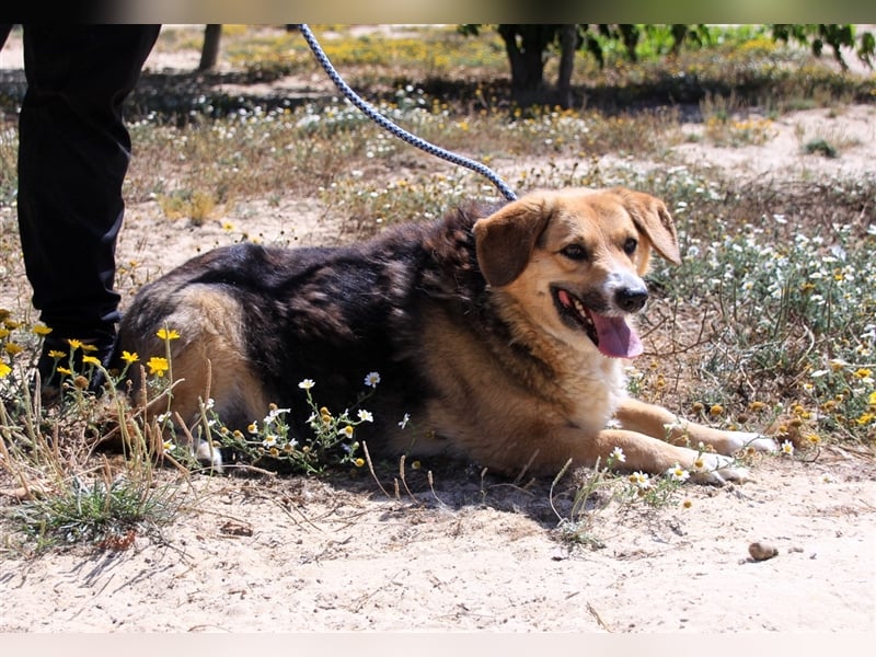 Tieta, Mix Schäferhund / Berner Senne / Collie , lieb und verträglich