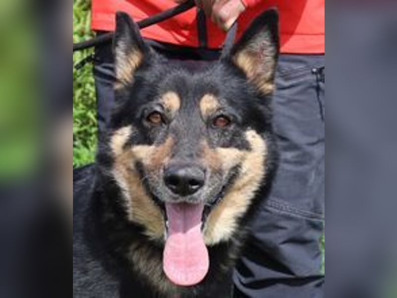 Nana, Mix Schäferhund / Collie, lieb und sozial