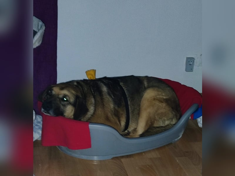 Zita, Schäferhund-Mix, lieb und verträglich  auch mit  Katzen