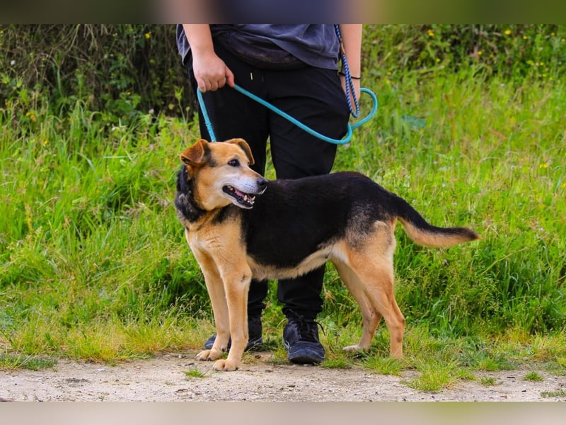 Hazel, Schäferhund-Mix, lieb und sozial