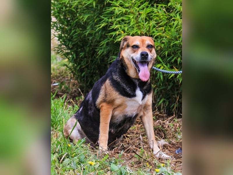 Malika, Schäferhund-Mix, lieb und sozial