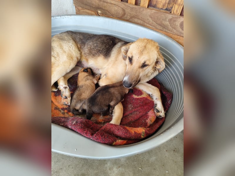 Honey,  Schäferhund-Mix, lieb und sozial