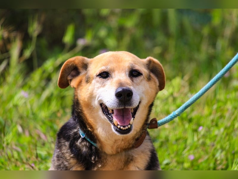 Hazel, Schäferhund-Mix, lieb und sozial