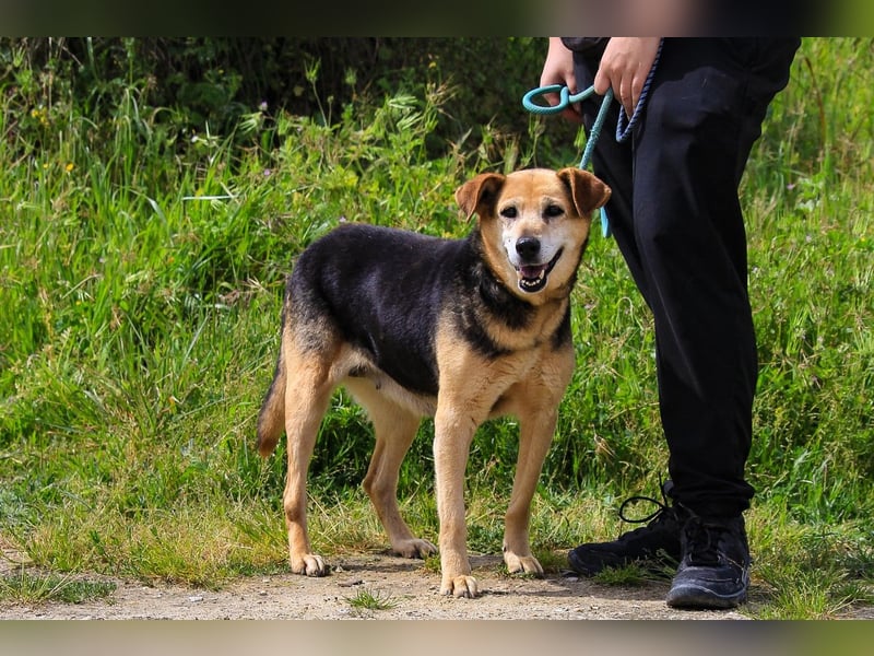 Hazel, Schäferhund-Mix, lieb und sozial