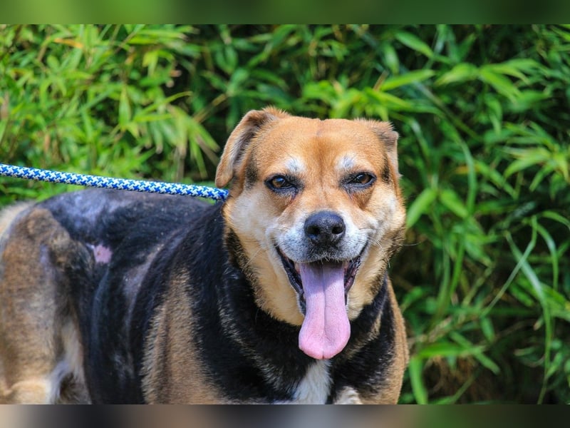Malika, Schäferhund-Mix, lieb und sozial