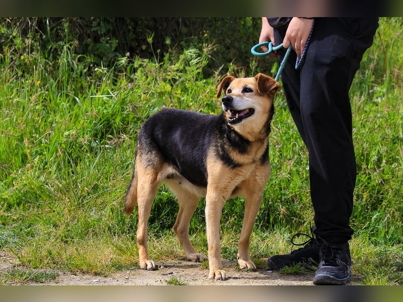 Hazel, Schäferhund-Mix, lieb und sozial