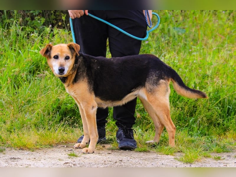 Hazel, Schäferhund-Mix, lieb und sozial