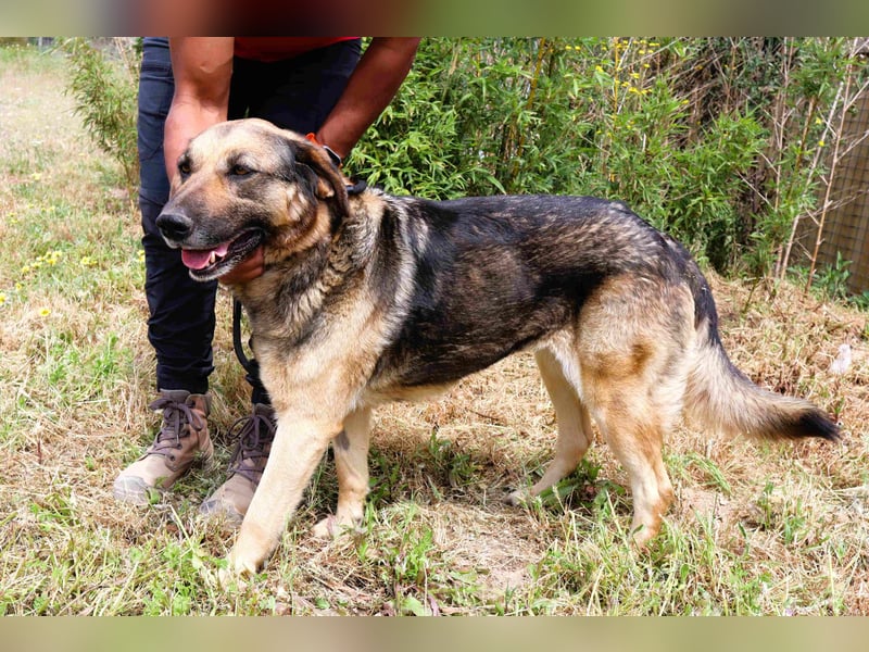 Zita, Schäferhund-Mix, lieb und verträglich  auch mit  Katzen