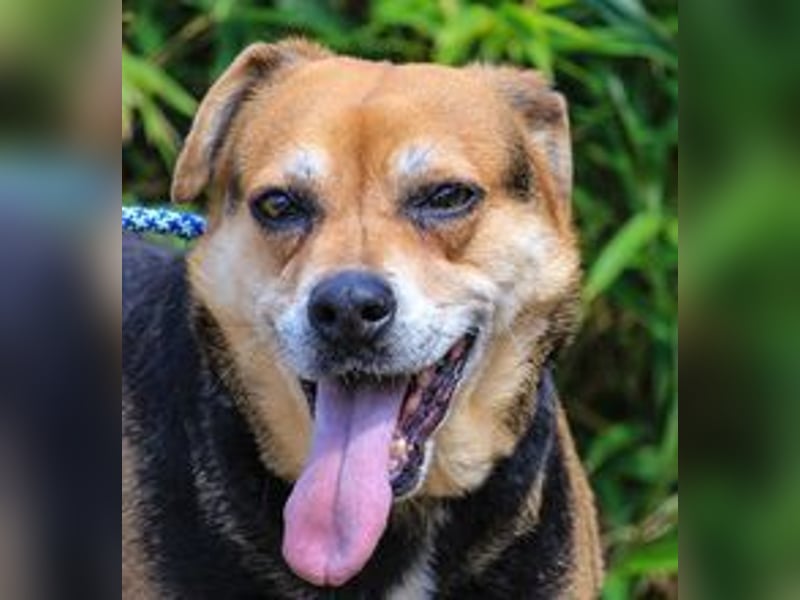 Malika, Schäferhund-Mix, lieb und sozial