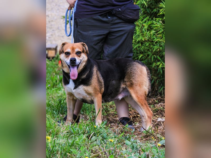 Malika, Schäferhund-Mix, lieb und sozial