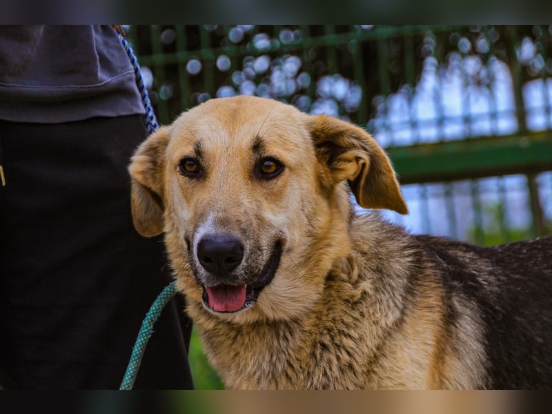 Honey,  Schäferhund-Mix, lieb und sozial
