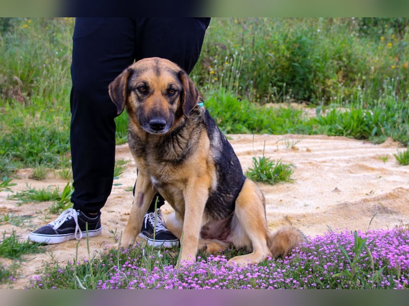 Zita, Schäferhund-Mix, lieb und verträglich  auch mit  Katzen