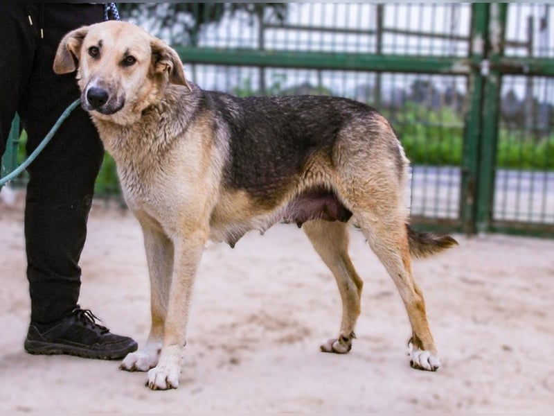 Honey,  Schäferhund-Mix, lieb und sozial