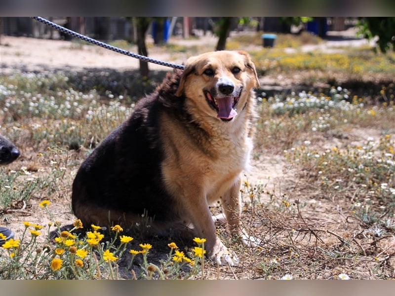 Tieta, Mix Schäferhund / Berner Senne / Collie , lieb und verträglich