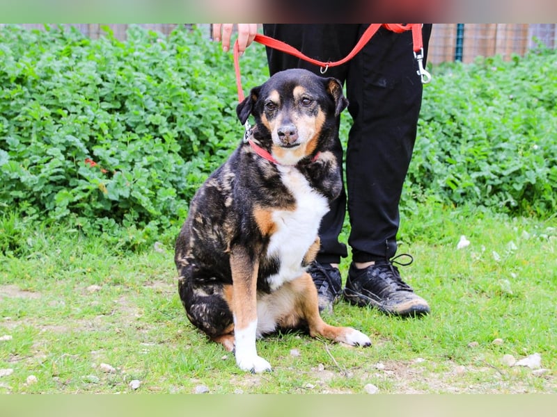 Estrelinha  - Mix Schäferhund / Labrador, lieb und verträglich