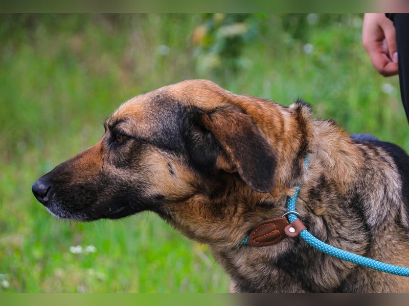 Zita, Schäferhund-Mix, lieb und verträglich  auch mit  Katzen