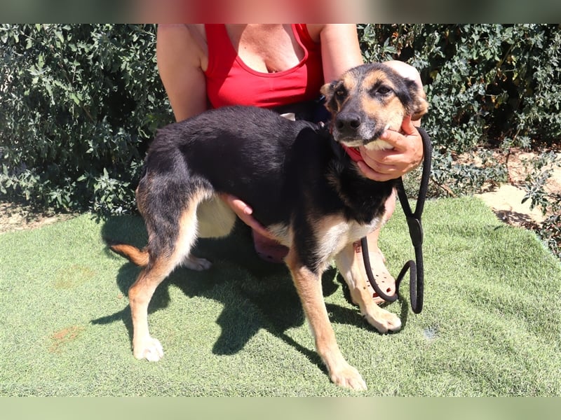 Arielle, Schäferhund-Mix, lieb und verträglich