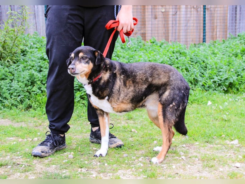 Estrelinha  - Mix Schäferhund / Labrador, lieb und verträglich