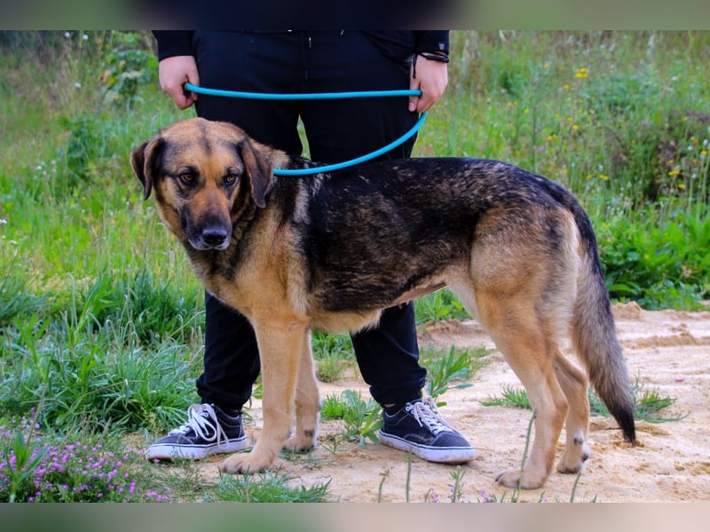 Zita, Schäferhund-Mix, lieb und verträglich  auch mit  Katzen