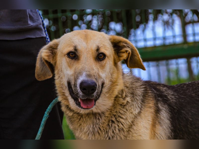 Honey,  Schäferhund-Mix, lieb und sozial