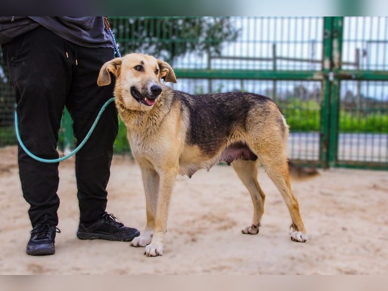 Honey,  Schäferhund-Mix, lieb und sozial