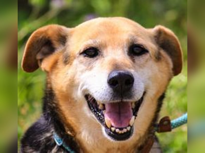 Hazel, Schäferhund-Mix, lieb und sozial