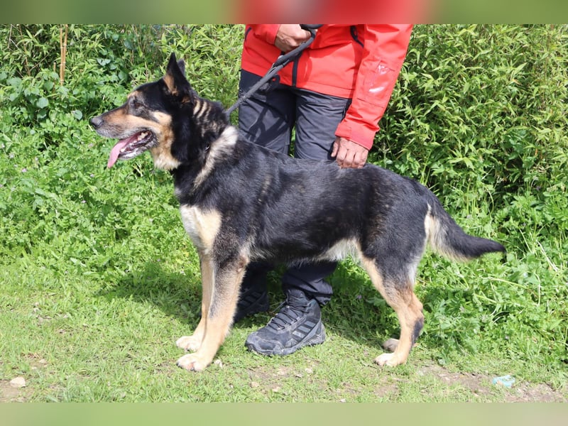 Nana, Mix Schäferhund / Collie, lieb und sozial