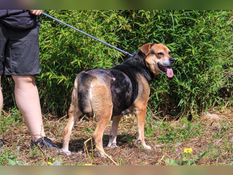 Malika, Schäferhund-Mix, lieb und sozial
