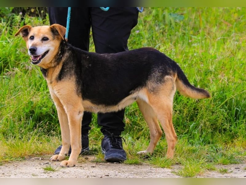 Hazel, Schäferhund-Mix, lieb und sozial