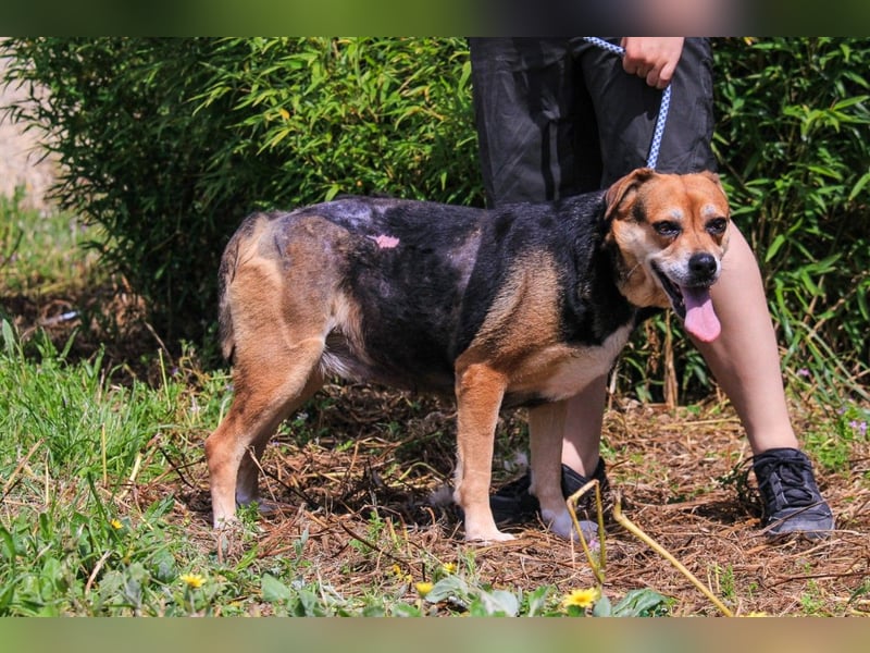 Malika, Schäferhund-Mix, lieb und sozial