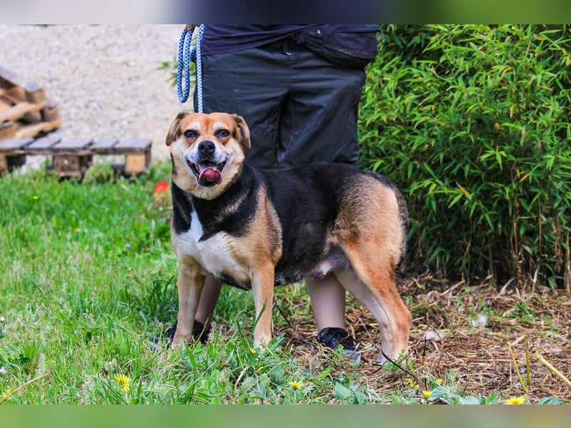 Malika, Schäferhund-Mix, lieb und sozial
